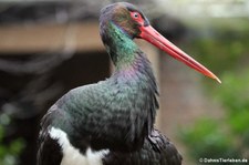 Schwarzstorch (Ciconia nigra) im Kölner Zoo