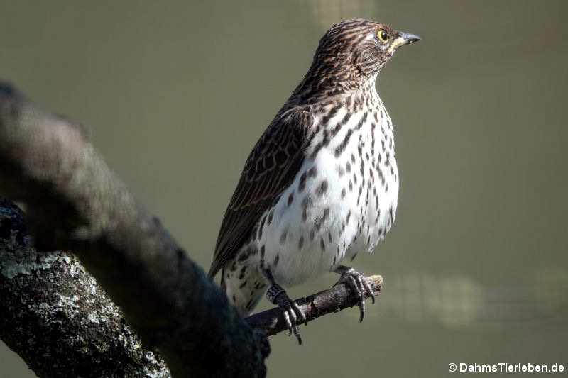 weiblicher Amethystglanzstar (Cinnyricinclus leucogaster)