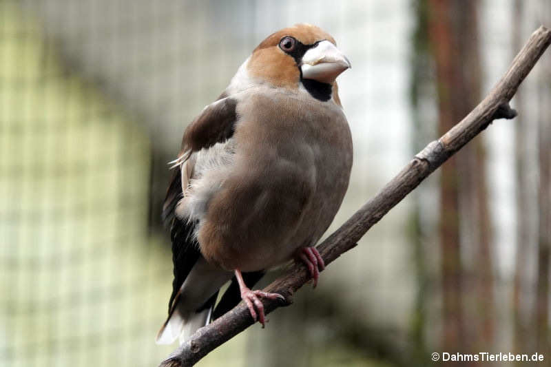 Coccothraustes coccothraustes