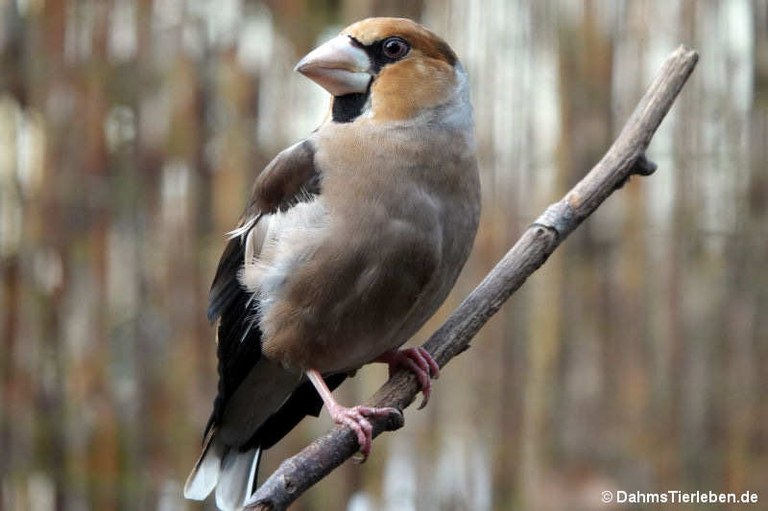 Coccothraustes coccothraustes