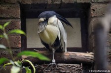 Südlicher Kahnschnabel (Cochlearius cochlearius cochlearius) im Kölner Zoo