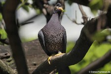 Oliventaube (Columba arquatrix) im Kölner Zoo