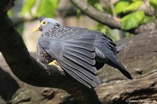 Oliventaube (Columba arquatrix) im Kölner Zoo