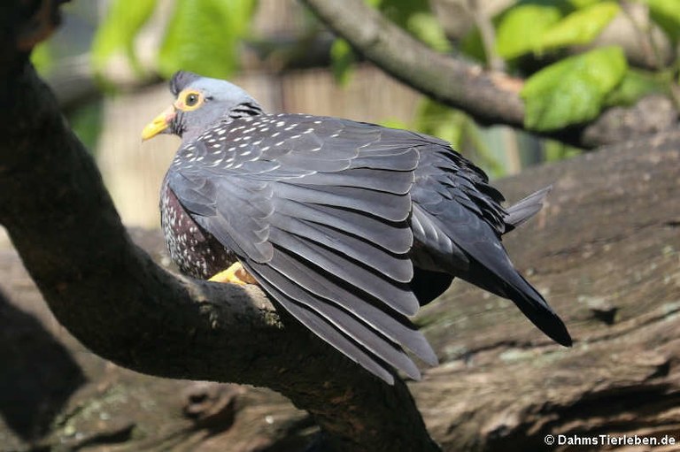 Columba arquatrix