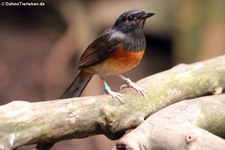 weibliche Schamadrossel (Copsychus malabaricus) im Kölner Zoo