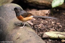 weibliche Schamadrossel (Copsychus malabaricus) im Kölner Zoo