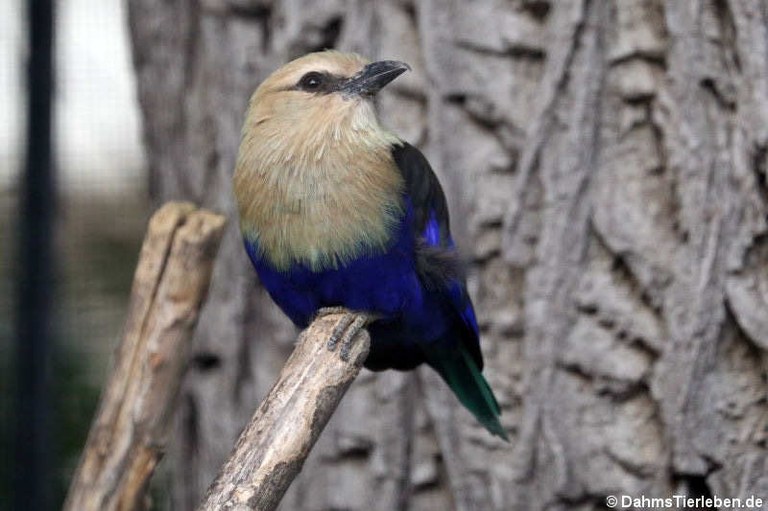 Coracias cyanogaster