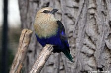 Opalracke (Coracias cyanogaster) im Kölner Zoo