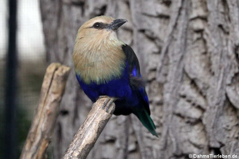 Opalracke (Coracias cyanogaster)