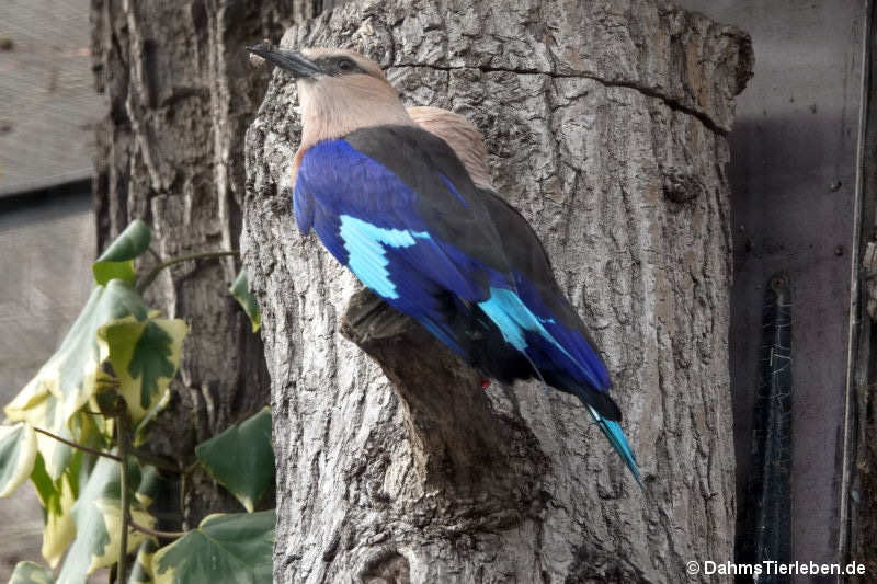Opalracke (Coracias cyanogaster)