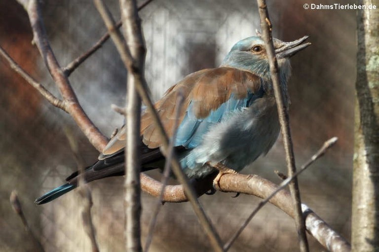 Coracias garrulus