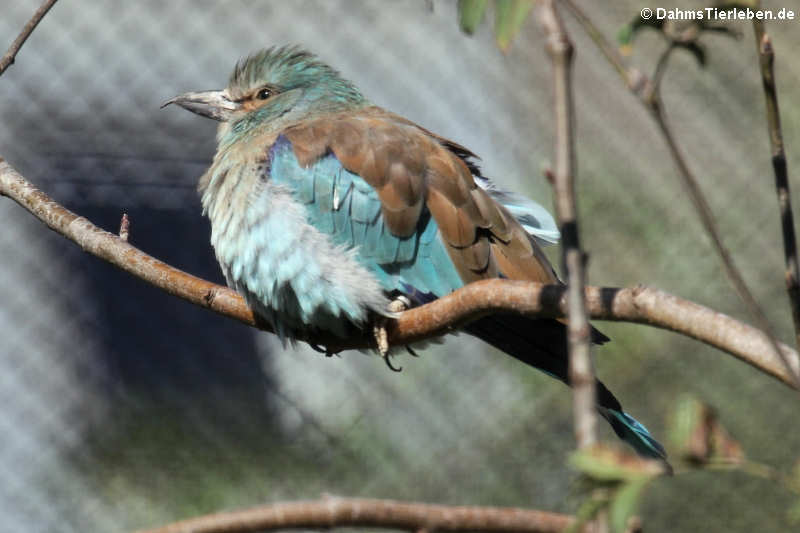 Blauracke (Coracias garrulus)