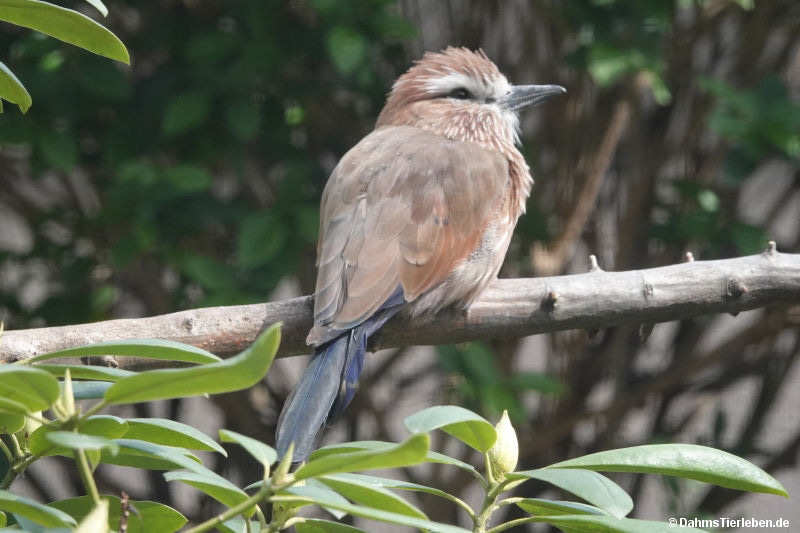 Strichelracke (Coracias naevius)