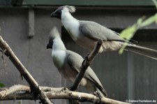 Nacktkehl-Lärmvögel (Corythaixoides personatus) im Kölner Zoo