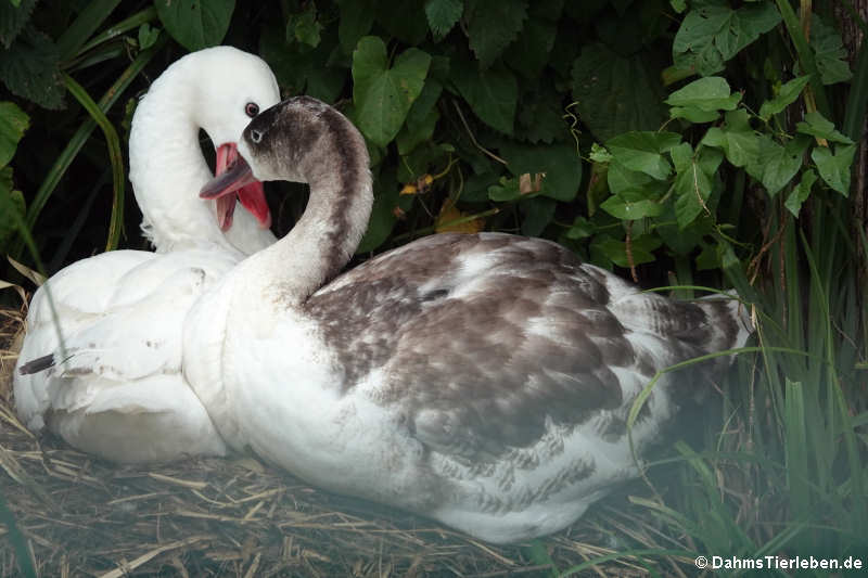 Coscoroba coscoroba-2