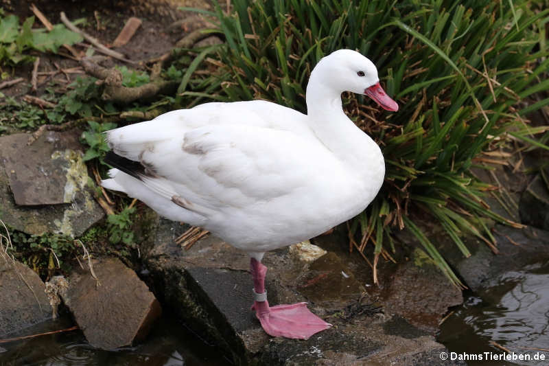 Coscoroba coscoroba-1