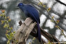 Blau-Seidenkuckuck (Coua caerulea) im Kölner Zoo
