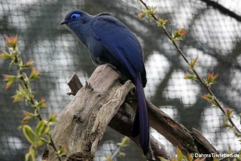 Blau-Seidenkuckuck (Coua caerulea)