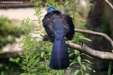 Blau-Seidenkuckuck (Coua caerulea) im Kölner Zoo