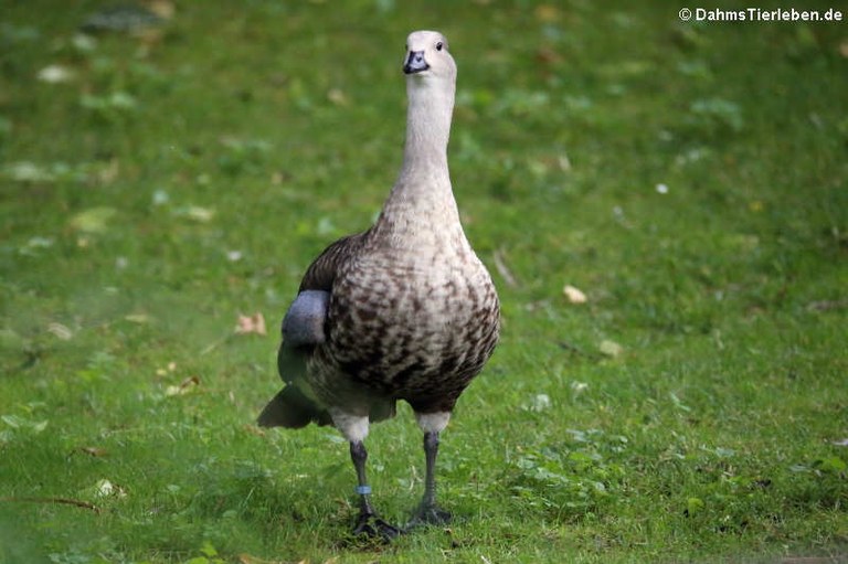 Cyanochen cyanoptera