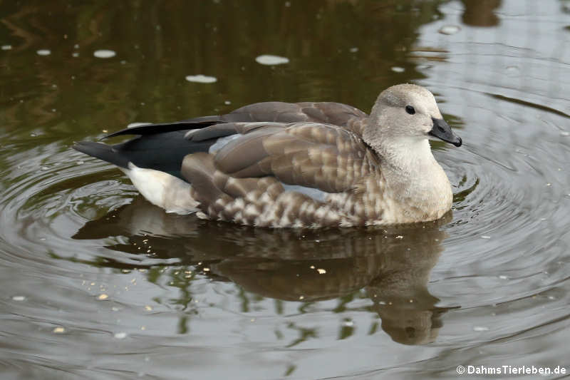 Cyanochen cyanoptera-1