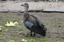 Zoo Köln