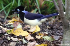 Kappenblaurabe (Cyanocorax chrysops) im Kölner Zoo