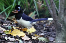 Kappenblaurabe (Cyanocorax chrysops) im Kölner Zoo