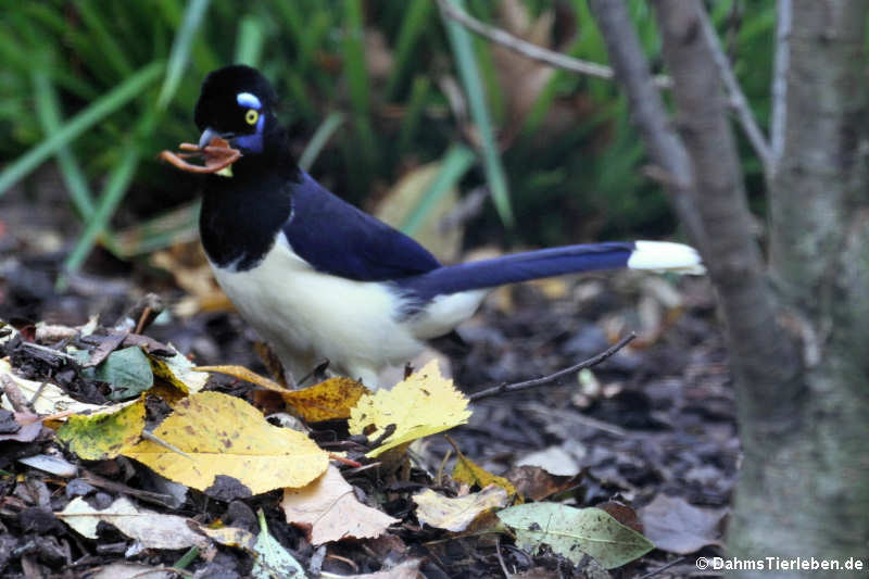 Cyanocorax chrysops