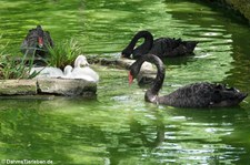 Trauerschwäne (Cygnus atratus) im Kölner Zoo