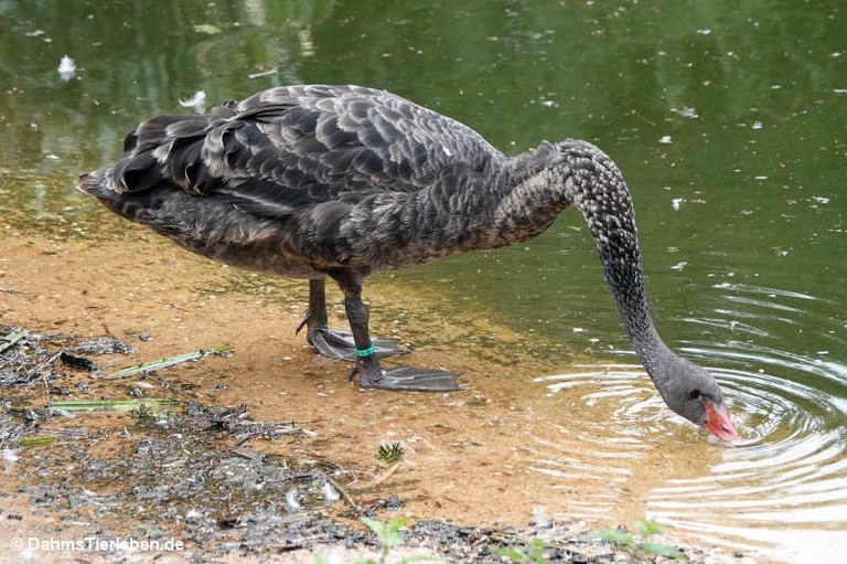 Cygnus atratus