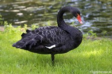 Trauerschwan (Cygnus atratus) im Kölner Zoo