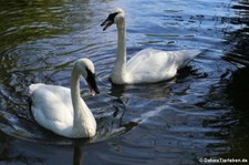 Trompeterschwäne (Cygnus buccinator) im Kölner Zoo