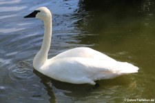 Trompeterschwan (Cygnus buccinator) im Kölner Zoo