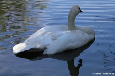 Trompeterschwan (Cygnus buccinator) im Kölner Zoo