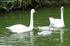 Trompeterschwäne (Cygnus buccinator) im Kölner Zoo