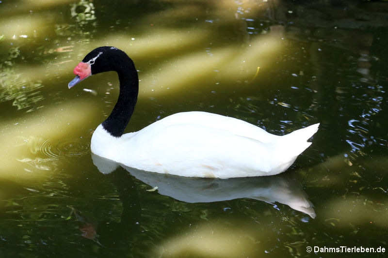 Schwarzhalsschwan (Cygnus melancoryphus)