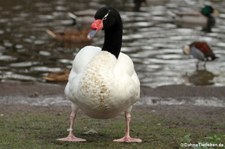 Schwarzhalsschwan (Cygnus melancoryphus) im Kölner Zoo