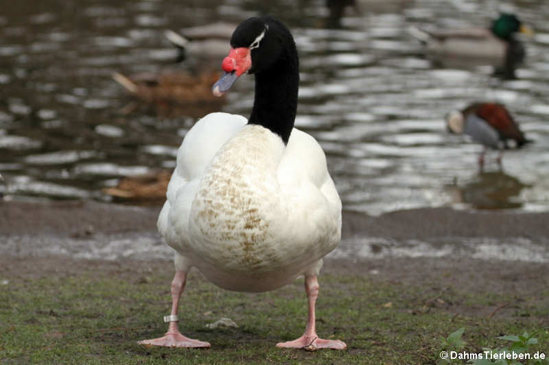 Cygnus melancoryphus