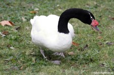 Schwarzhalsschwan (Cygnus melancoryphus) im Kölner Zoo