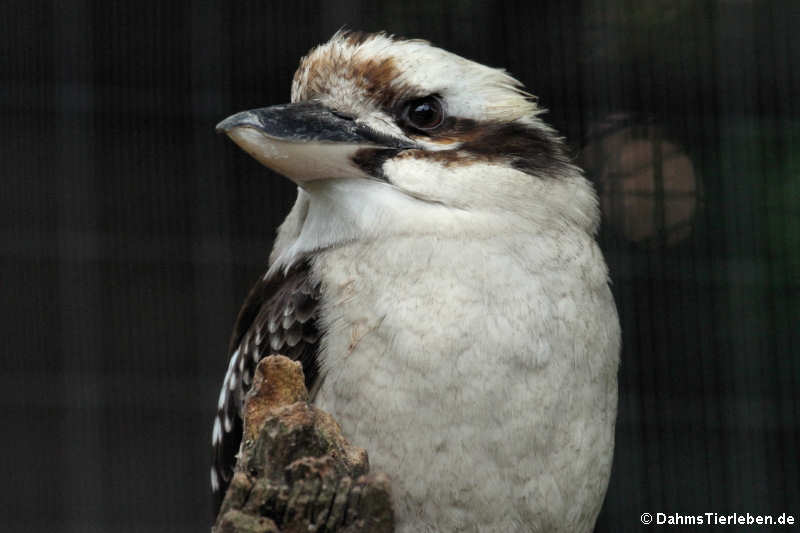 Jägerliest (Dacelo novaeguineae)