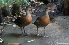 Wanderpfeifgänse (Dendrocygna arborea) im Kölner Zoo