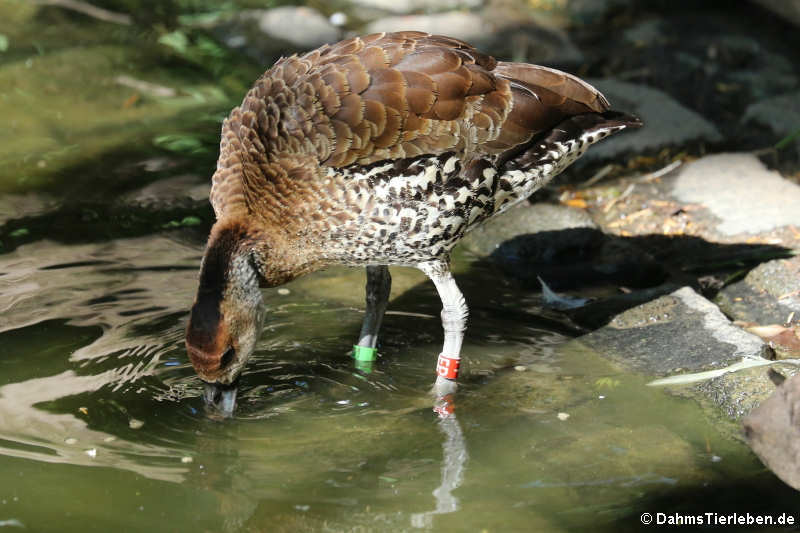 Dendrocygna arborea-2