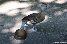 Kubapfeifgans (Dendrocygna arborea) im Kölner Zoo