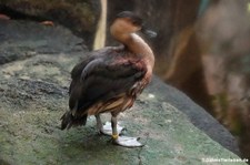 Wanderpfeifgans (Dendrocygna arborea) im Kölner Zoo