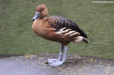 Gelbe Pfeifgans (Dendrocygna bicolor) im Kölner Zoo