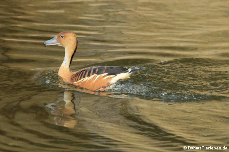 Dendrocygna bicolor-2