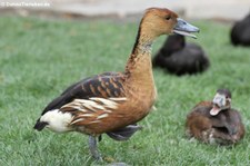 Gelbe Pfeifgans (Dendrocygna bicolor) im Kölner Zoo