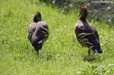 Gelbfuß-Pfeifgänse (Dendrocygna eytoni) im Kölner Zoo