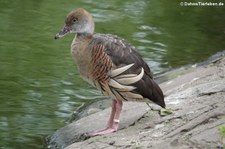 Gelbfuß-Pfeifgans (Dendrocygna eytoni) im Kölner Zoo